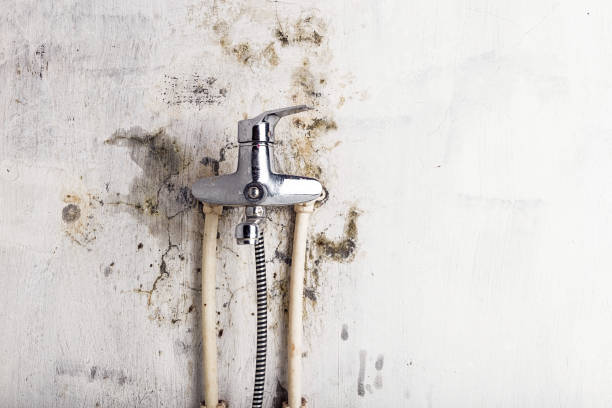 Best Commercial Mold Removal  in Brawley, CA