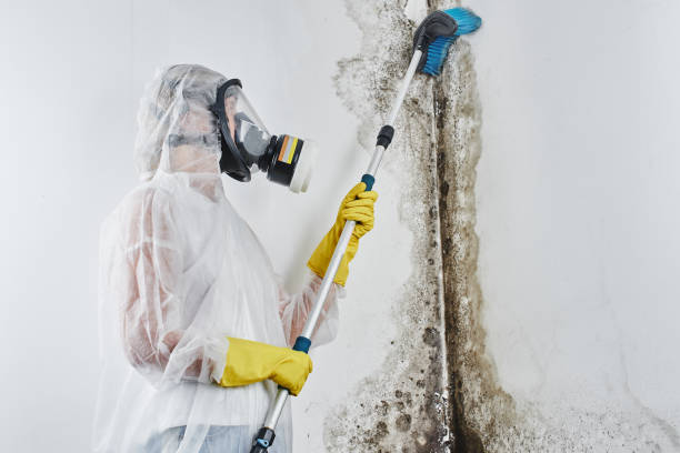 Best Office Mold Removal Services  in Brawley, CA