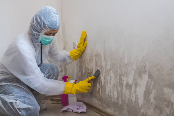 Crawl Space Mold Removal in Brawley, CA