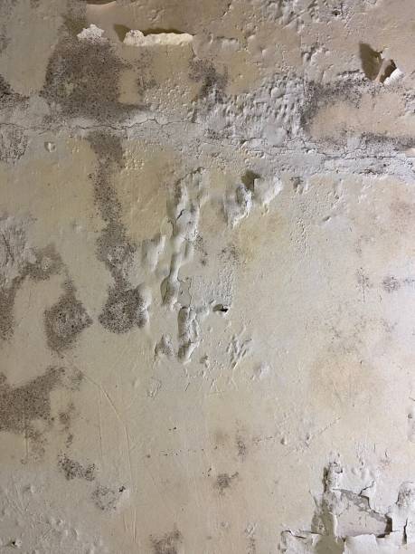 Best Best Mold Removal Companies  in Brawley, CA