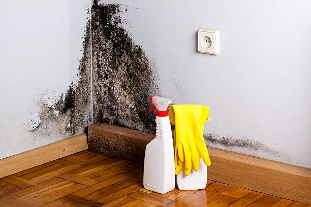 Certified Mold Removal in Brawley, CA