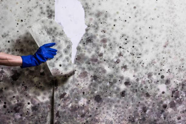 Best Same-Day Mold Removal  in Brawley, CA