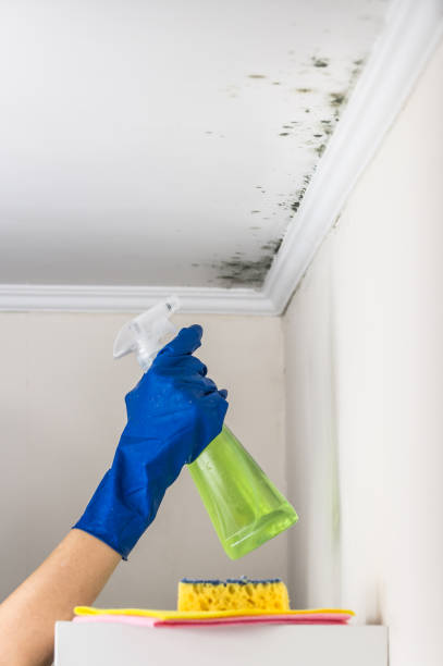 Best Mold Damage Repair  in Brawley, CA